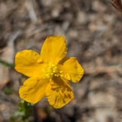 Hypericum gramineum at Wanniassa Hill - 22 Nov 2023