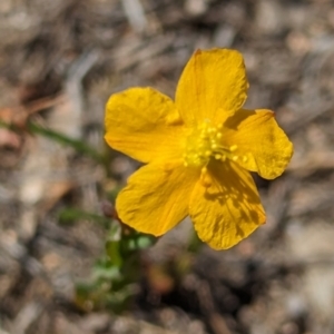 Hypericum gramineum at Wanniassa Hill - 22 Nov 2023 10:13 AM