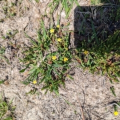 Hypericum gramineum at Wanniassa Hill - 22 Nov 2023 10:13 AM