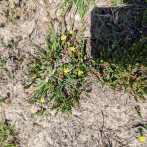 Hypericum gramineum at Wanniassa Hill - 22 Nov 2023