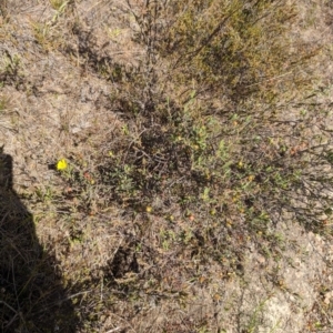 Hibbertia obtusifolia at Wanniassa Hill - 22 Nov 2023 10:22 AM