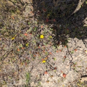 Hibbertia obtusifolia at Wanniassa Hill - 22 Nov 2023 10:22 AM