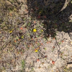 Hibbertia obtusifolia at Wanniassa Hill - 22 Nov 2023