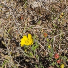 Hibbertia obtusifolia at Wanniassa Hill - 22 Nov 2023 10:22 AM