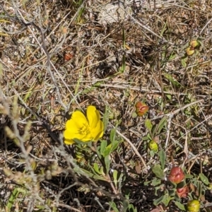 Hibbertia obtusifolia at Wanniassa Hill - 22 Nov 2023 10:22 AM