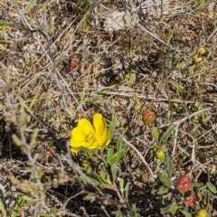 Hibbertia obtusifolia at Wanniassa Hill - 22 Nov 2023