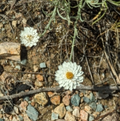 Leucochrysum albicans (Hoary Sunray) at Tuggeranong, ACT - 21 Nov 2023 by stofbrew
