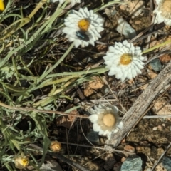 Leucochrysum albicans at Wanniassa Hill - 22 Nov 2023 10:29 AM