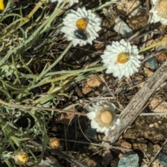 Leucochrysum albicans at Wanniassa Hill - 22 Nov 2023