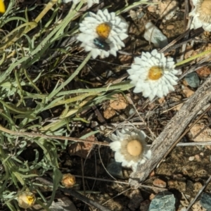 Leucochrysum albicans at Wanniassa Hill - 22 Nov 2023 10:29 AM