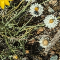 Leucochrysum albicans at Wanniassa Hill - 22 Nov 2023