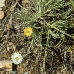 Leucochrysum albicans at Wanniassa Hill - 22 Nov 2023 10:29 AM