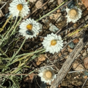 Leucochrysum albicans at Wanniassa Hill - 22 Nov 2023 10:29 AM