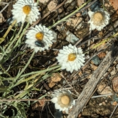 Leucochrysum albicans at Wanniassa Hill - 22 Nov 2023