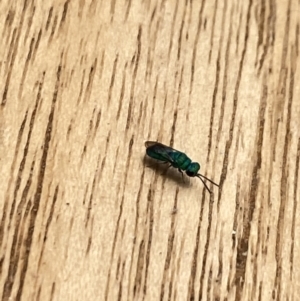 Chrysididae (family) at Aranda, ACT - 22 Nov 2023 11:03 AM