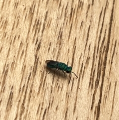 Chrysididae (family) at Aranda, ACT - 22 Nov 2023 11:03 AM