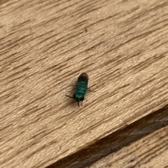 Chrysididae (family) at Aranda, ACT - 22 Nov 2023 11:03 AM