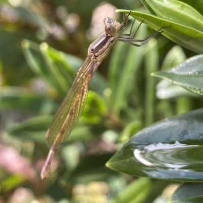 Austrolestes sp. (genus) (Ringtail damselfy) at Aranda, ACT - 22 Nov 2023 by Jubeyjubes