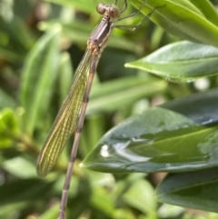 Austrolestes sp. (genus) at Aranda, ACT - 22 Nov 2023 10:44 AM