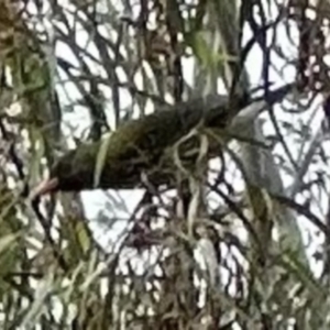 Oriolus sagittatus at Kangaroo Valley, NSW - 22 Nov 2023