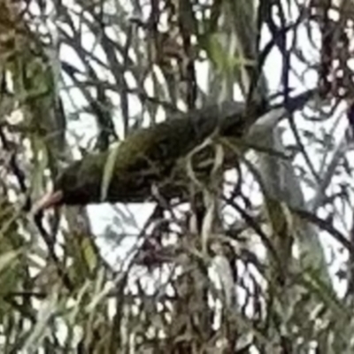 Oriolus sagittatus (Olive-backed Oriole) at Kangaroo Valley, NSW - 22 Nov 2023 by lbradley