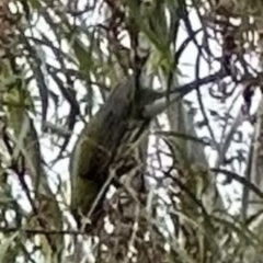 Oriolus sagittatus at Kangaroo Valley, NSW - suppressed