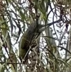 Oriolus sagittatus at Kangaroo Valley, NSW - 22 Nov 2023