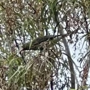 Oriolus sagittatus at Kangaroo Valley, NSW - 22 Nov 2023