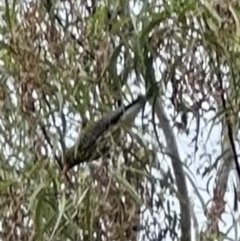 Oriolus sagittatus at Kangaroo Valley, NSW - suppressed