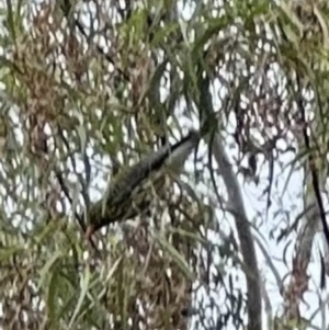 Oriolus sagittatus at Kangaroo Valley, NSW - 22 Nov 2023