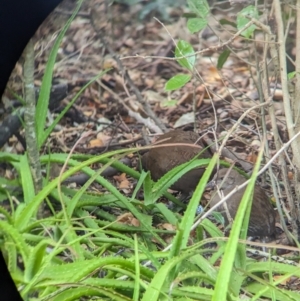 Hypotaenidia sylvestris at Lord Howe Island - 18 Oct 2023