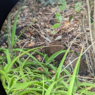 Hypotaenidia sylvestris (Lord Howe Woodhen) at Lord Howe Island, NSW - 17 Oct 2023 by Darcy