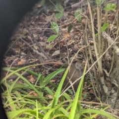 Hypotaenidia sylvestris at Lord Howe Island - 18 Oct 2023