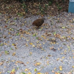 Hypotaenidia sylvestris (Lord Howe Woodhen) at Lord Howe Island - 18 Oct 2023 by Darcy