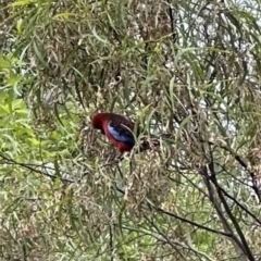 Platycercus elegans (Crimson Rosella) at Kangaroo Valley, NSW - 21 Nov 2023 by lbradley