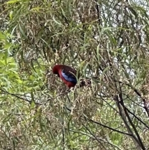 Platycercus elegans at Kangaroo Valley, NSW - suppressed