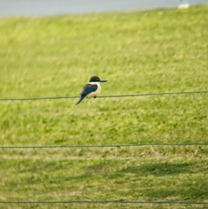 Todiramphus sanctus at Lord Howe Island - 18 Oct 2023 10:45 AM