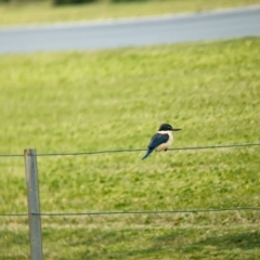 Todiramphus sanctus at Lord Howe Island - 18 Oct 2023 10:45 AM