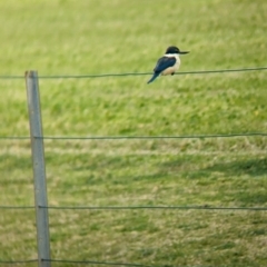 Todiramphus sanctus at Lord Howe Island - 18 Oct 2023 10:45 AM