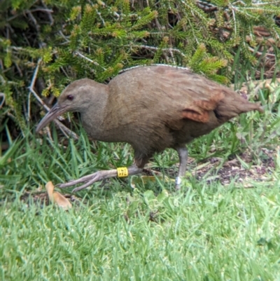 Gallirallus sylvestris (Lord Howe Woodhen) at Lord Howe Island, NSW - 17 Oct 2023 by Darcy