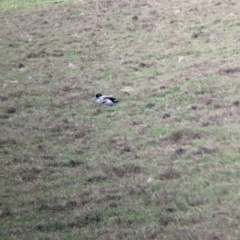 Anas platyrhynchos (Mallard (Domestic Type)) at Lord Howe Island - 18 Oct 2023 by Darcy