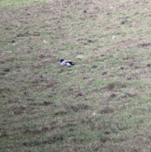 Anas platyrhynchos at Lord Howe Island - 18 Oct 2023 11:06 AM