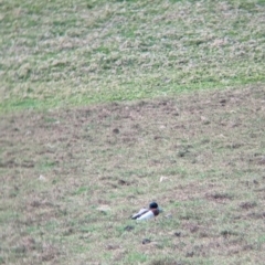 Anas platyrhynchos at Lord Howe Island - 18 Oct 2023 11:06 AM