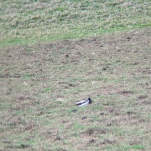 Anas platyrhynchos at Lord Howe Island - 18 Oct 2023 11:06 AM