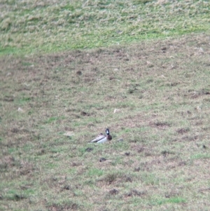 Anas platyrhynchos at Lord Howe Island - 18 Oct 2023 11:06 AM