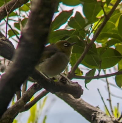 Zosterops lateralis tephropleurus (Silvereye (Lord Howe Is. subsp.)) at Lord Howe Island, NSW - 18 Oct 2023 by Darcy