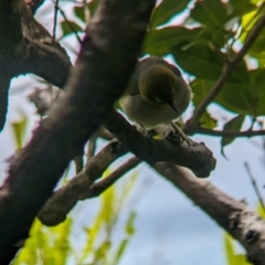 Zosterops lateralis at Lord Howe Island - 18 Oct 2023