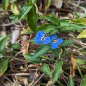 Commelina cyanea at Lord Howe Island Permanent Park - 18 Oct 2023 11:33 AM