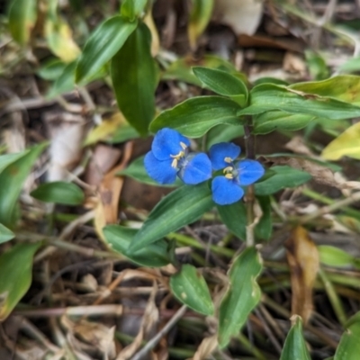 Commelina cyanea (Scurvy Weed) at Lord Howe Island Permanent Park - 18 Oct 2023 by Darcy