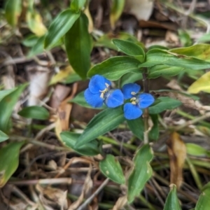 Commelina cyanea at Lord Howe Island Permanent Park - 18 Oct 2023